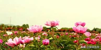 牡丹花语是什么意思？重瓣牡丹花语和寓意是什么？