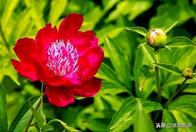 牡丹花语是什么意思？重瓣牡丹花语和寓意是什么？