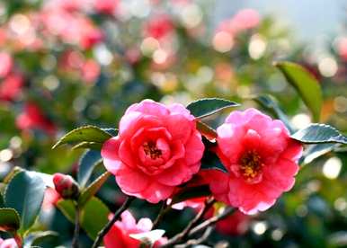 茶花的花语是什么，茶花和蟹爪兰的花语是什么？