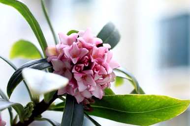 什么是金边瑞香花语，什么是瑞香花语？