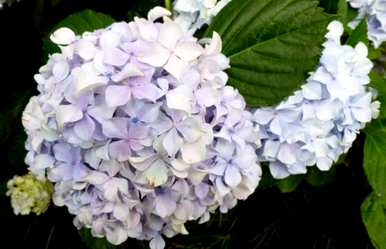 绣球花怎么剪枝，绣球花怎么剪枝