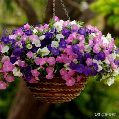 牵牛花种子怎么种，牵牛花种子怎么样？
