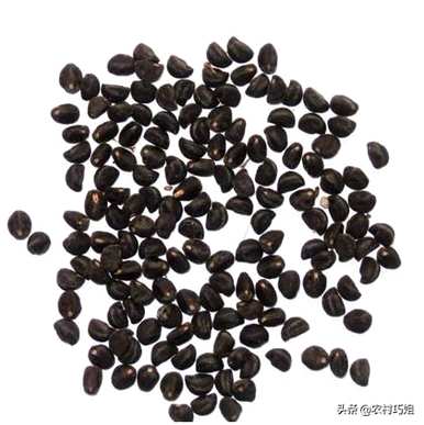 牵牛花种子怎么种，牵牛花种子怎么样？
