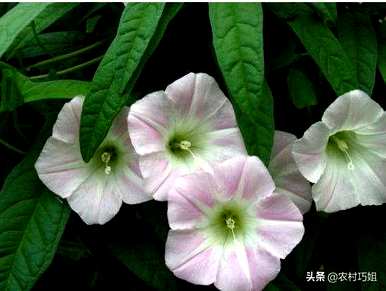 牵牛花种子怎么种，牵牛花种子怎么样？