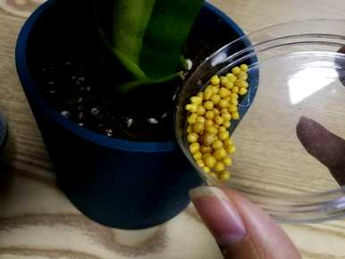 如何让球兰的枝条生长旺盛，球兰怎么养才旺盛？