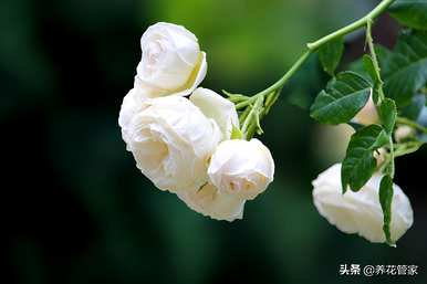 黄月季花语是什么，月季花语是什么？