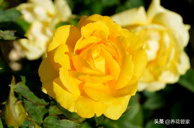 黄月季花语是什么，月季花语是什么？