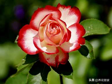 黄月季花语是什么，月季花语是什么？