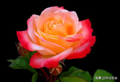 黄月季花语是什么，月季花语是什么？