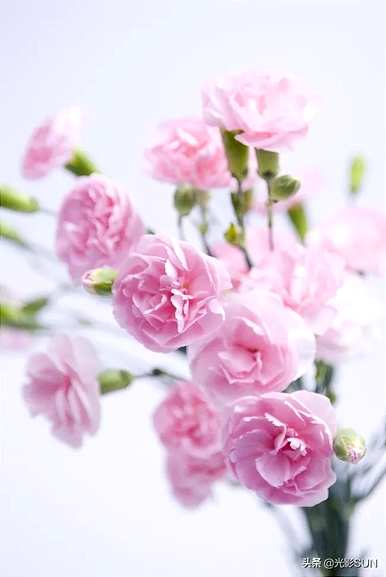 康乃馨花语是什么意思，11个康乃馨花语和寓意