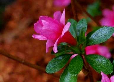 杜鹃花适合家里养吗？杜鹃花可以放在家里吗？