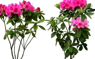 杜鹃花适合家里养吗？杜鹃花可以放在家里吗？