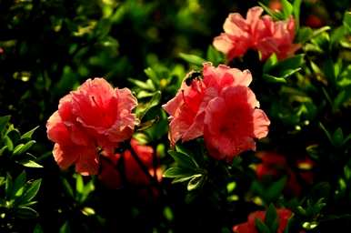 杜鹃花适合家里养吗？杜鹃花可以放在家里吗？