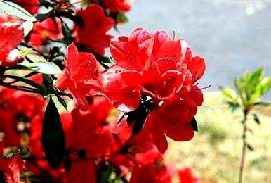 杜鹃花适合家里养吗？杜鹃花可以放在家里吗？