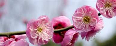 腊梅花种子发芽，腊梅花种子怎么种？