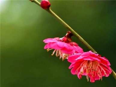 腊梅花种子发芽，腊梅花种子怎么种？