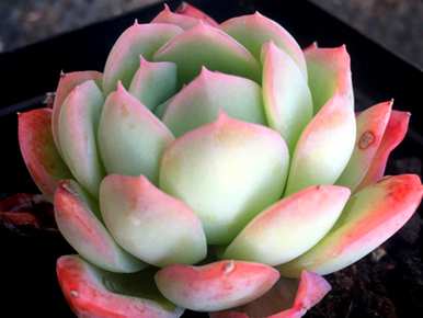 肉质植物金枝玉叶剪下来，肉质植物剪下来怎么种？