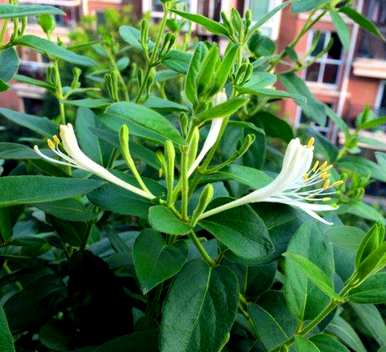 金银花是如何种植成棒棒糖的，金银花是如何种植的