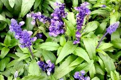 如何养蓝花鼠尾草，蓝花鼠尾草的功效