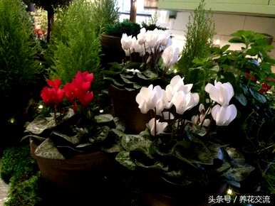 冬天什么样的花开得最茂盛，冬天开什么样的花？