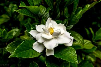 哪些花适合室内栽培，哪些花适合大盆栽培？