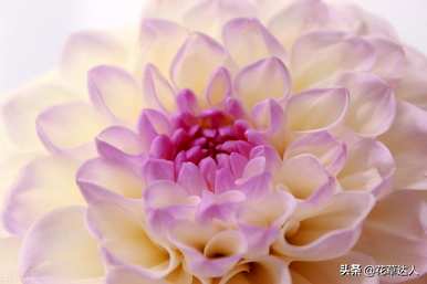 大丽花什么时候开花，播种后大丽花能开多久？