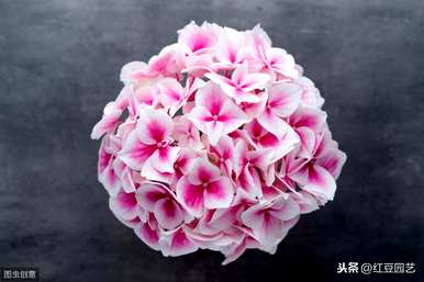 蓝绣球花的花语和寓意是什么意思？蓝海绣球花是什么意思？
