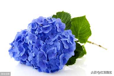 蓝绣球花的花语和寓意是什么意思？蓝海绣球花是什么意思？