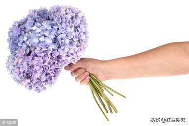 蓝绣球花的花语和寓意是什么意思？蓝海绣球花是什么意思？