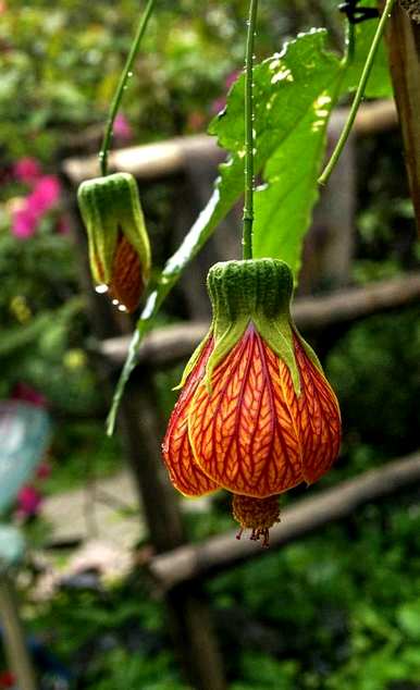 为什么金铃花烧叶？金铃花的养殖方法