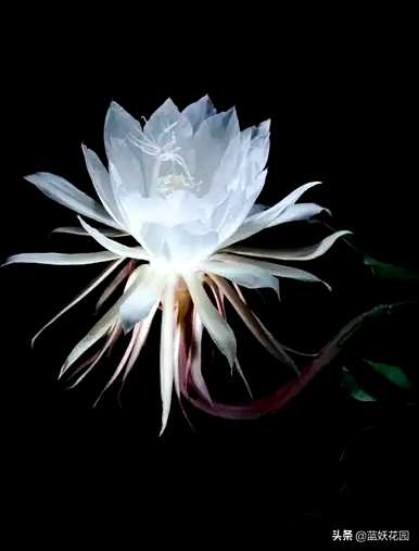 昙花的育种方法和修剪，昙花如何修剪和育种方法