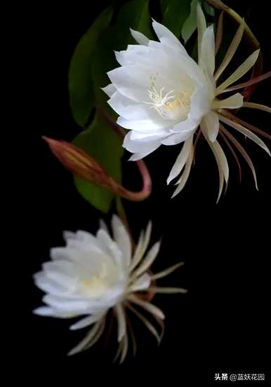 昙花的育种方法和修剪，昙花如何修剪和育种方法