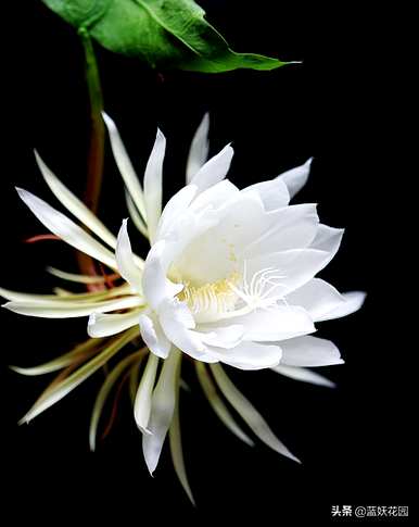 昙花的育种方法和修剪，昙花如何修剪和育种方法