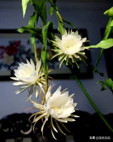 昙花的育种方法和修剪，昙花如何修剪和育种方法