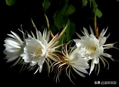 昙花的育种方法和修剪，昙花如何修剪和育种方法