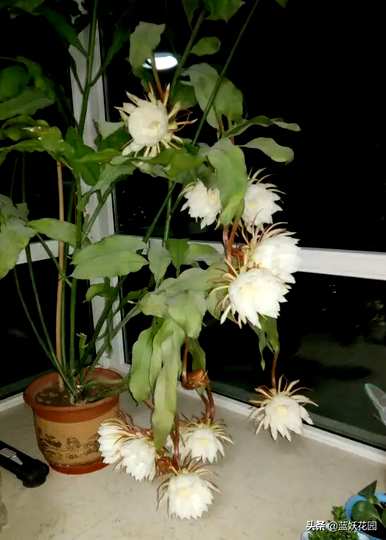 昙花的育种方法和修剪，昙花如何修剪和育种方法