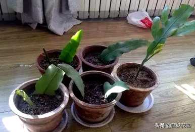 昙花的育种方法和修剪，昙花如何修剪和育种方法