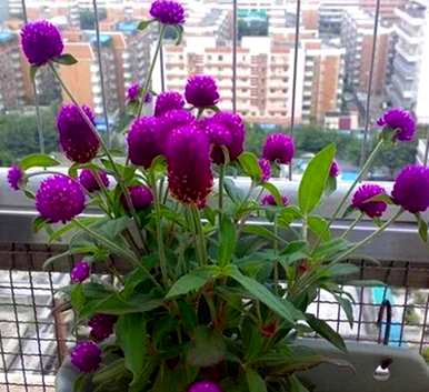 千日粉花语代表什么？千日白花语是什么？