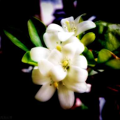 九里香怎么养才能开花，水培九里香怎么养才能开花？