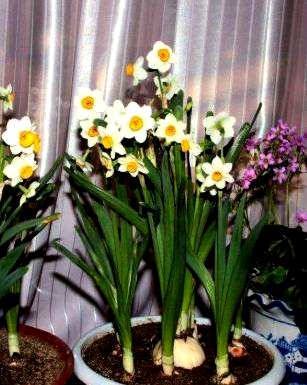 水仙花种球方法，如何种植水仙花