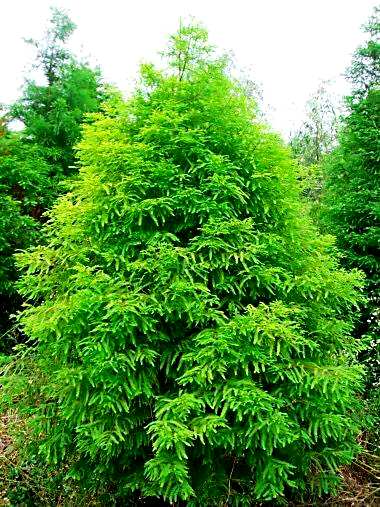 落羽杉的特点是什么？落羽杉的形状
