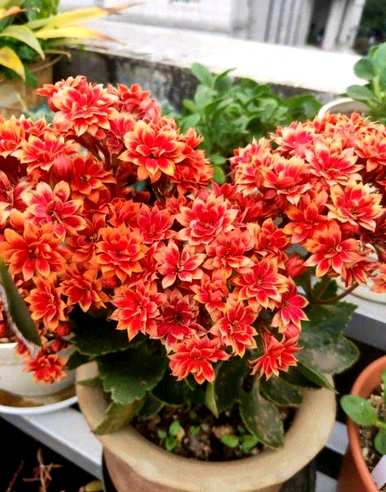 哪些品种的长寿花易爆盆，金狐狸长寿花品种图片