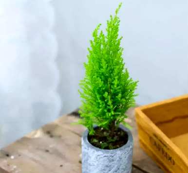 观赏盆景花有哪些？京东花金弹子盆景