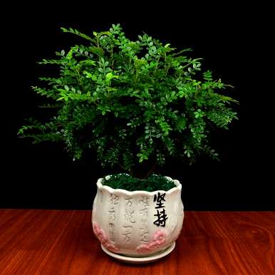 观赏盆景花有哪些？京东花金弹子盆景