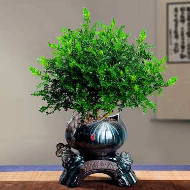 观赏盆景花有哪些？京东花金弹子盆景