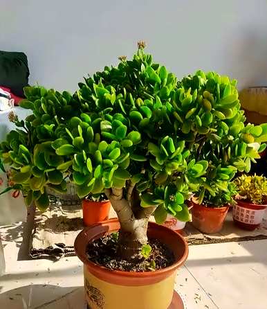 观赏盆景花有哪些？京东花金弹子盆景