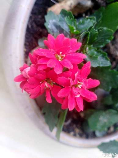 长寿花的养殖方法有哪些，12月长寿花的养殖方法有哪些？