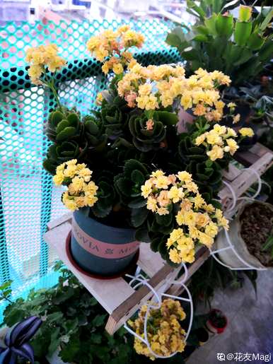 长寿花的养殖方法有哪些，12月长寿花的养殖方法有哪些？