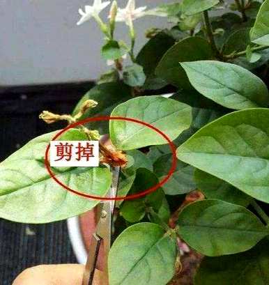 茉莉花怎么养才能长得好看，用什么土养茉莉花最好？