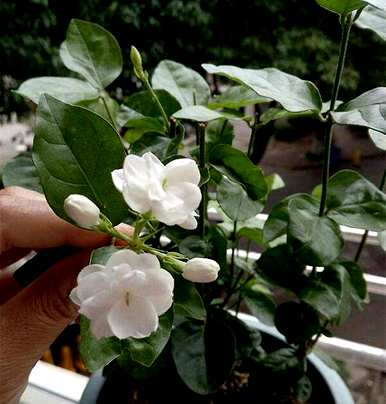 茉莉花怎么养才能长得好看，用什么土养茉莉花最好？